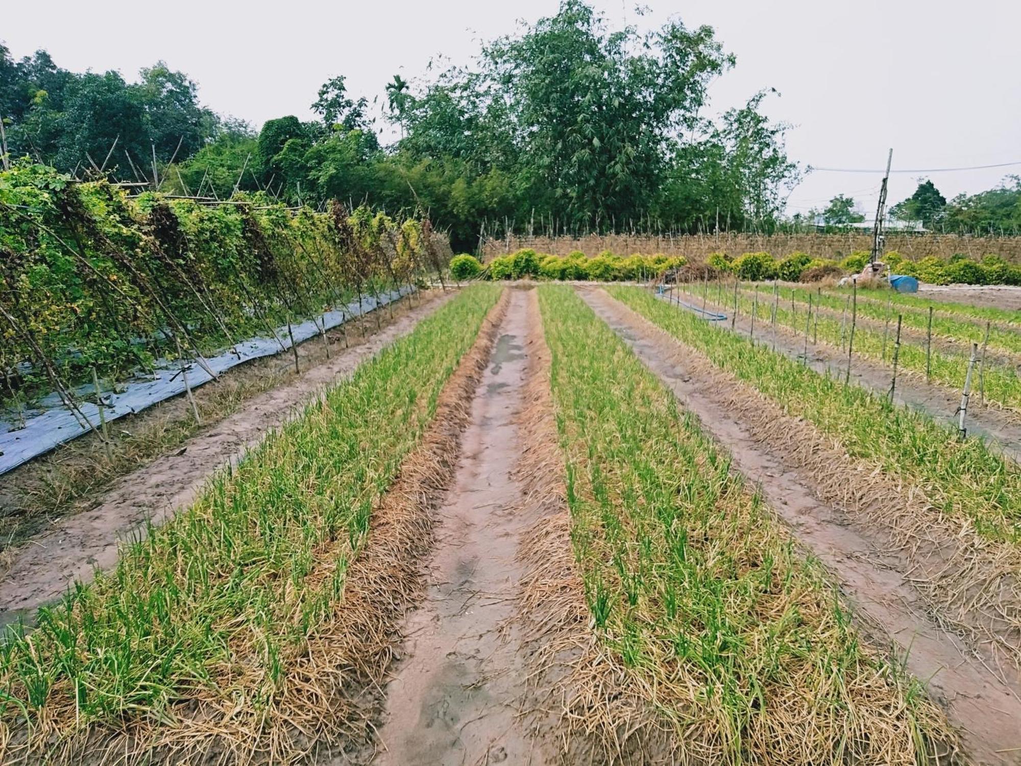 Апартаменты Lotus Farm Retreat Хошимин Экстерьер фото