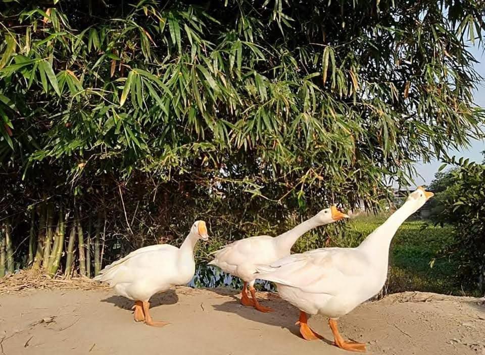 Апартаменты Lotus Farm Retreat Хошимин Экстерьер фото
